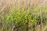 Medicago falcata. Куртина цветущих растений. Псковская обл., Печорский р-н, Изборско-Мальская долина восточнее оз. Городищенское, суходольный разнотравно-злаковый луг. 03.08.2019.