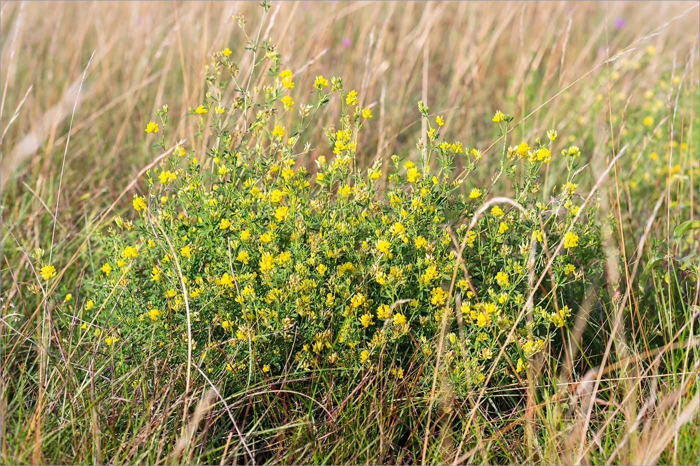 Изображение особи Medicago falcata.