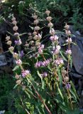 Phlomoides tuberosa