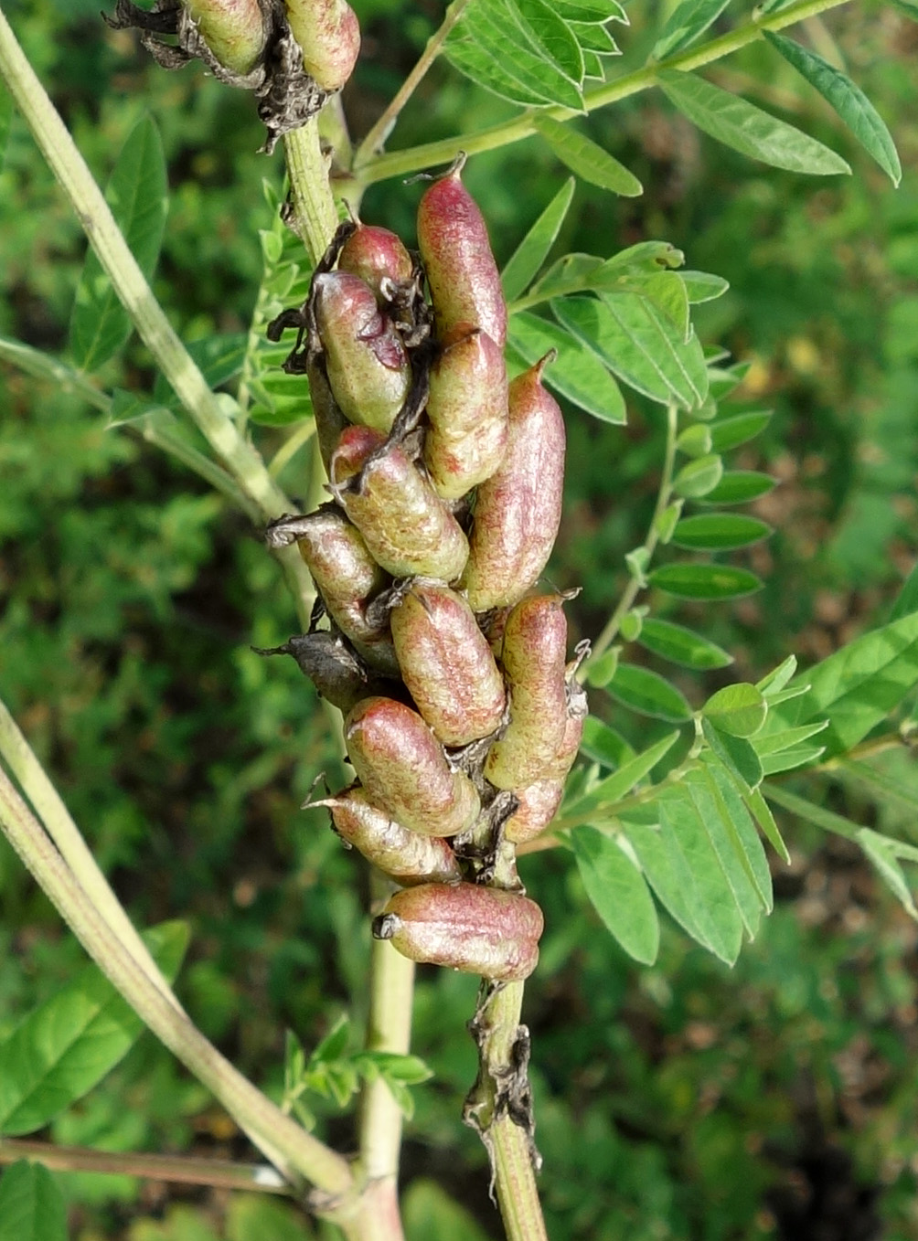 Изображение особи Astragalus uliginosus.