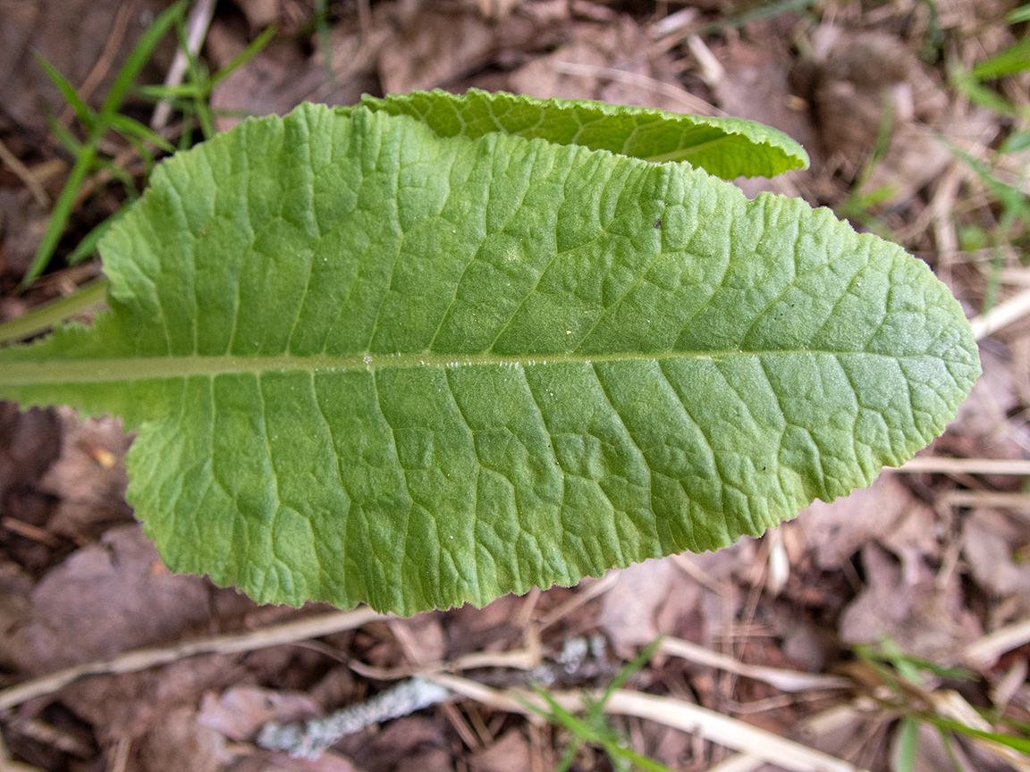 Image of Primula macrocalyx specimen.