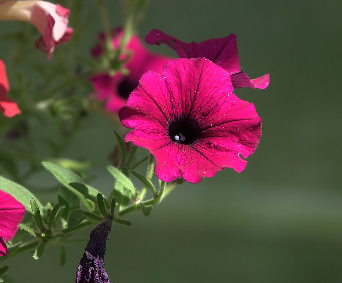 Image of Petunia &times; atkinsiana specimen.