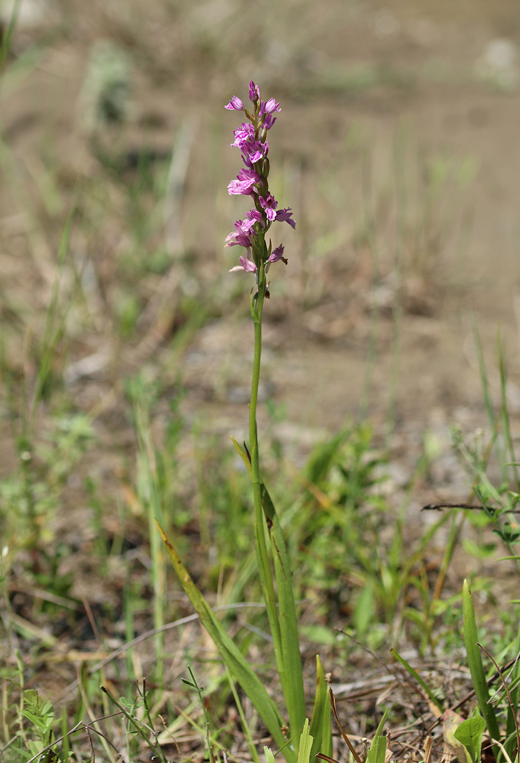 Изображение особи Dactylorhiza iberica.