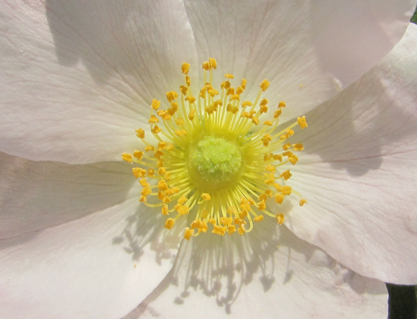 Image of genus Rosa specimen.