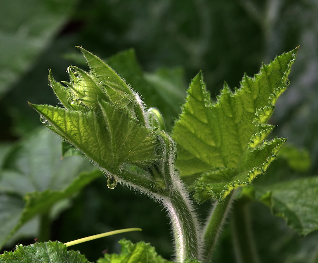 Image of Cucurbita pepo specimen.