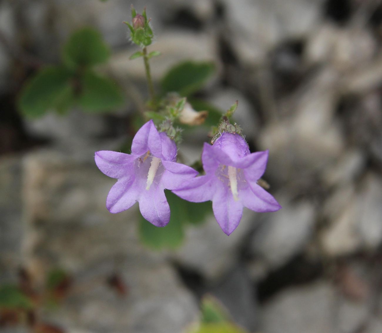 Изображение особи Campanula sibirica.