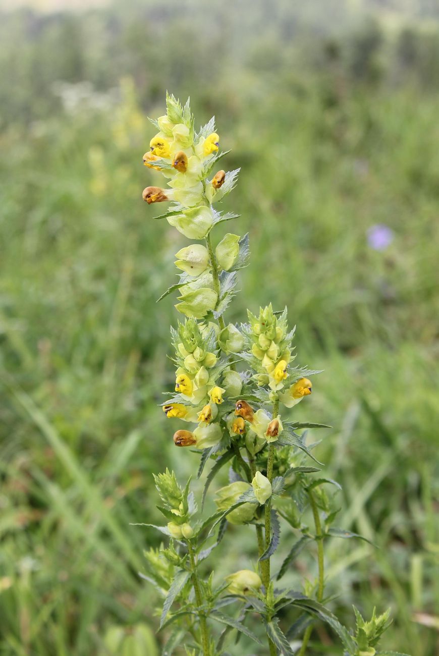 Image of Rhinanthus serotinus specimen.