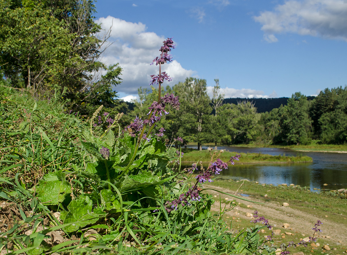 Изображение особи Salvia verticillata.