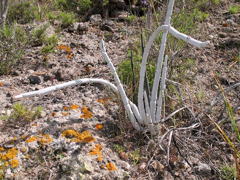 Image of Ceropegia fusca specimen.