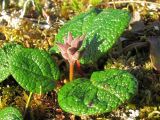 Salix reticulata. Плодоносящее растение. Полярный Урал, долина р. Бадьяшор. 29.07.2010.