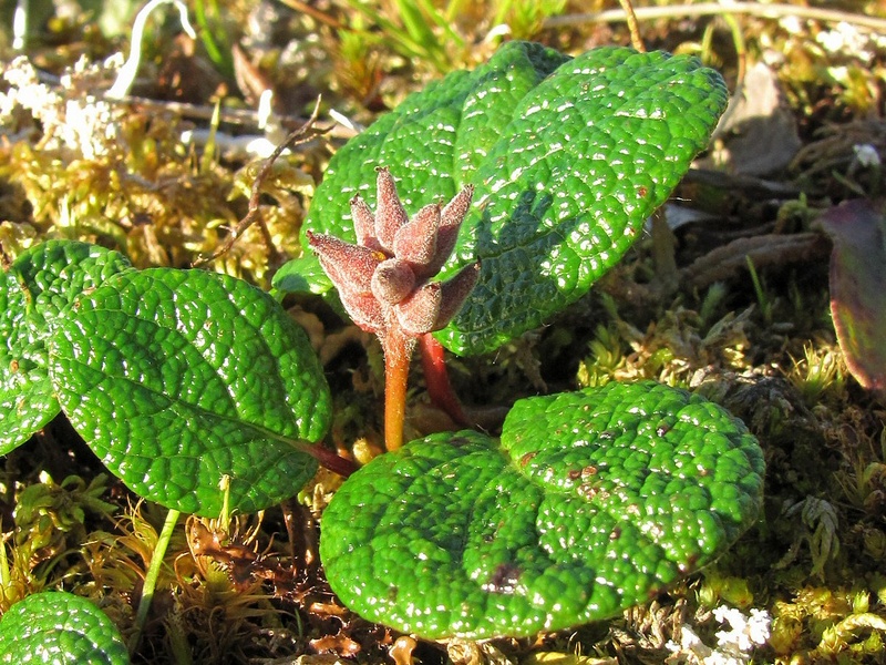 Image of Salix reticulata specimen.