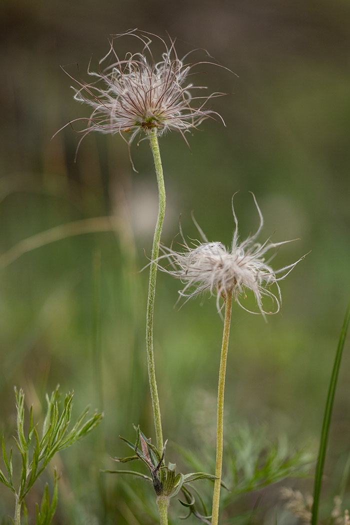 Изображение особи Pulsatilla pratensis.