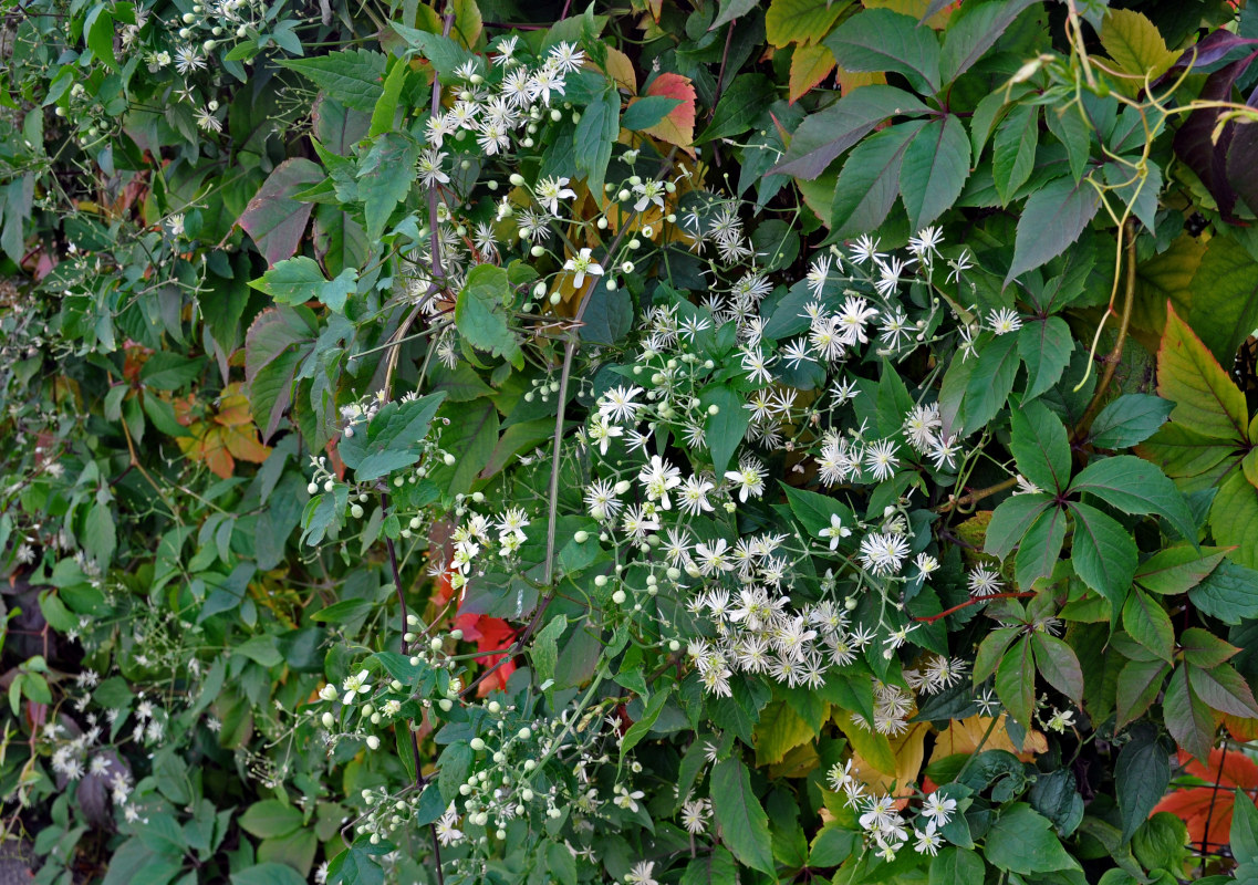 Image of Clematis vitalba specimen.