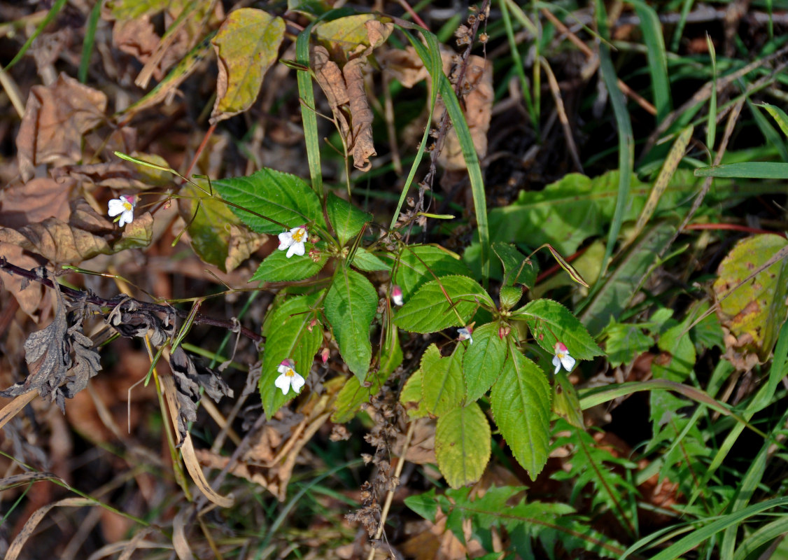 Image of Impatiens parviflora specimen.