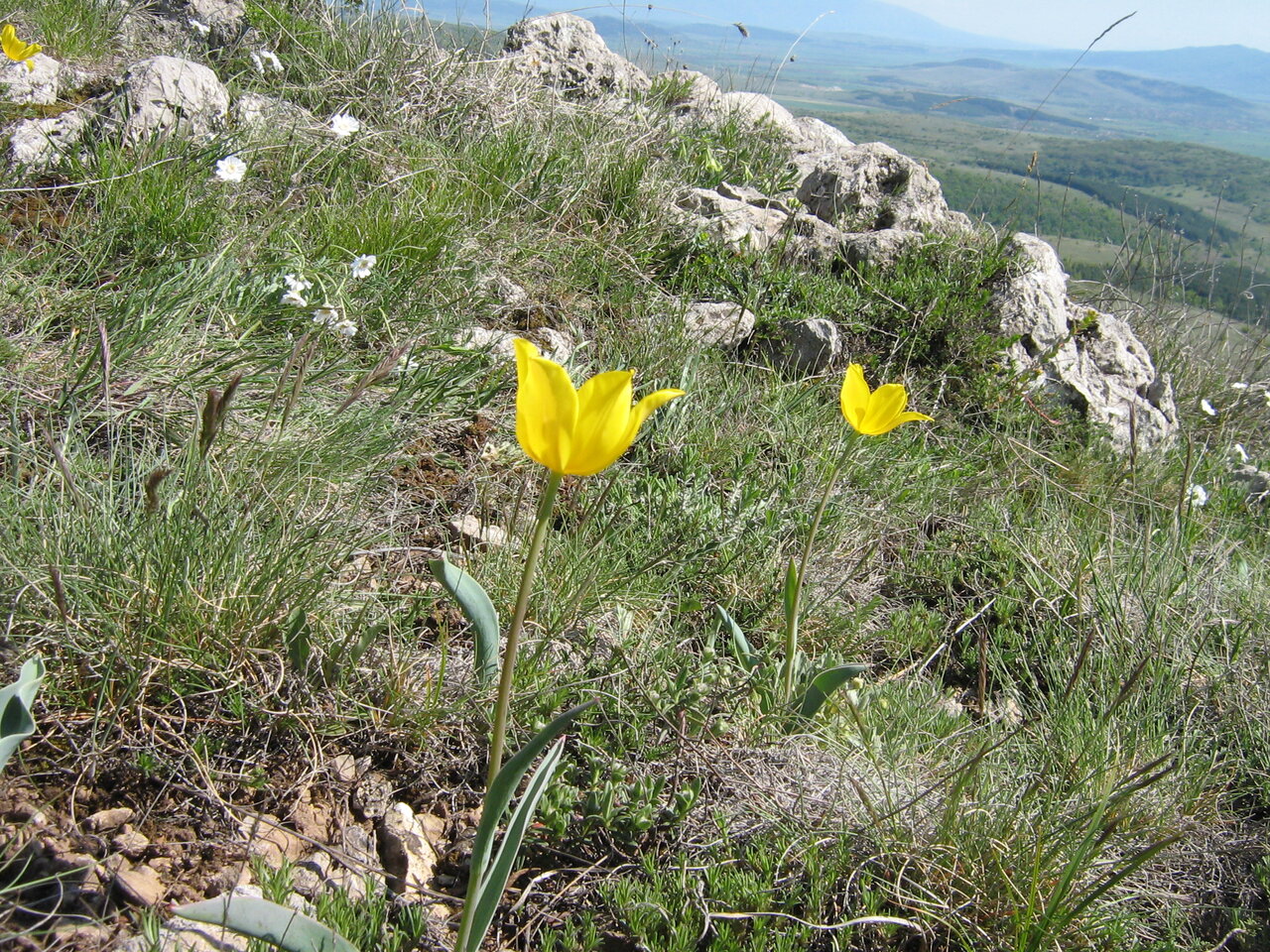 Изображение особи Tulipa hungarica.