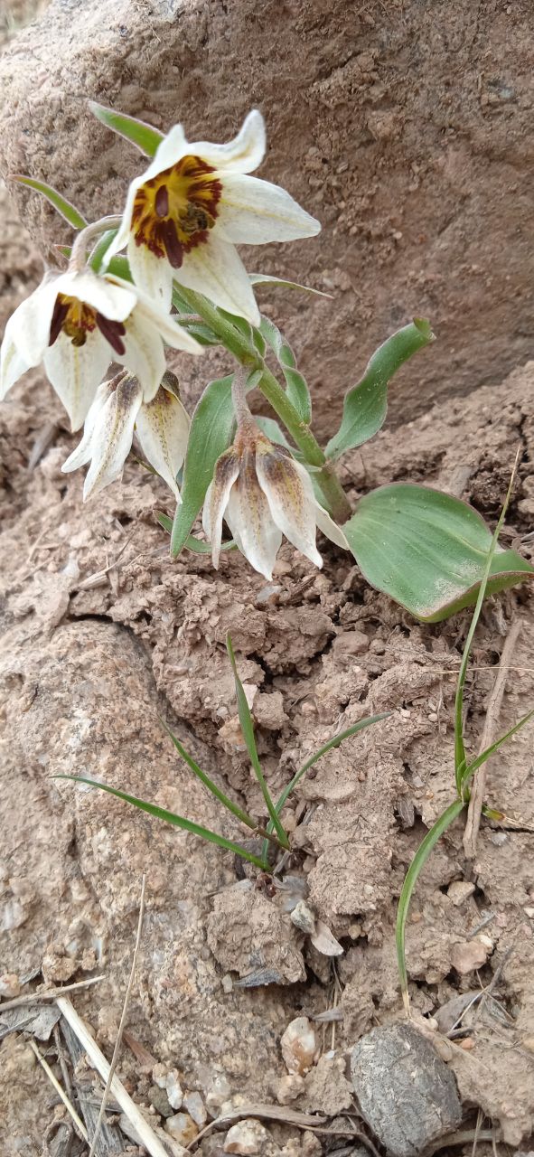 Изображение особи Fritillaria baisunensis.