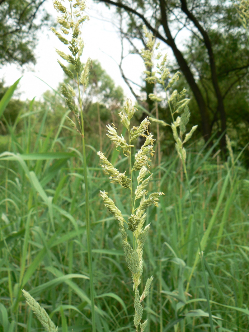 Изображение особи Phalaroides arundinacea.