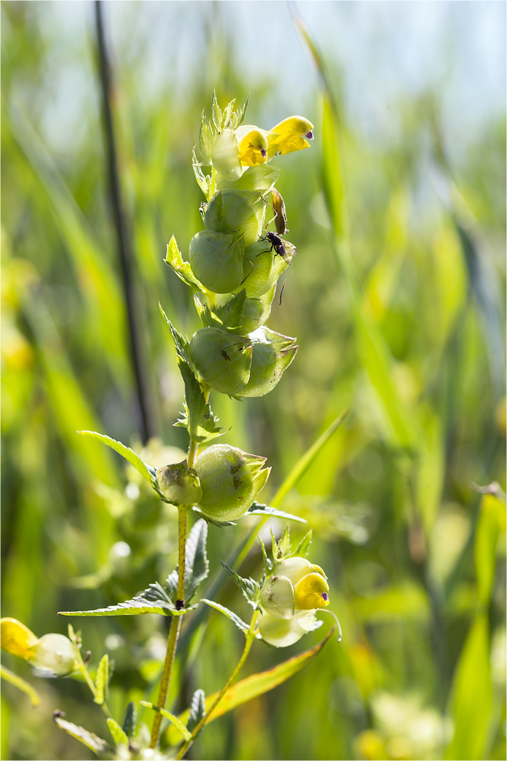 Изображение особи Rhinanthus minor.