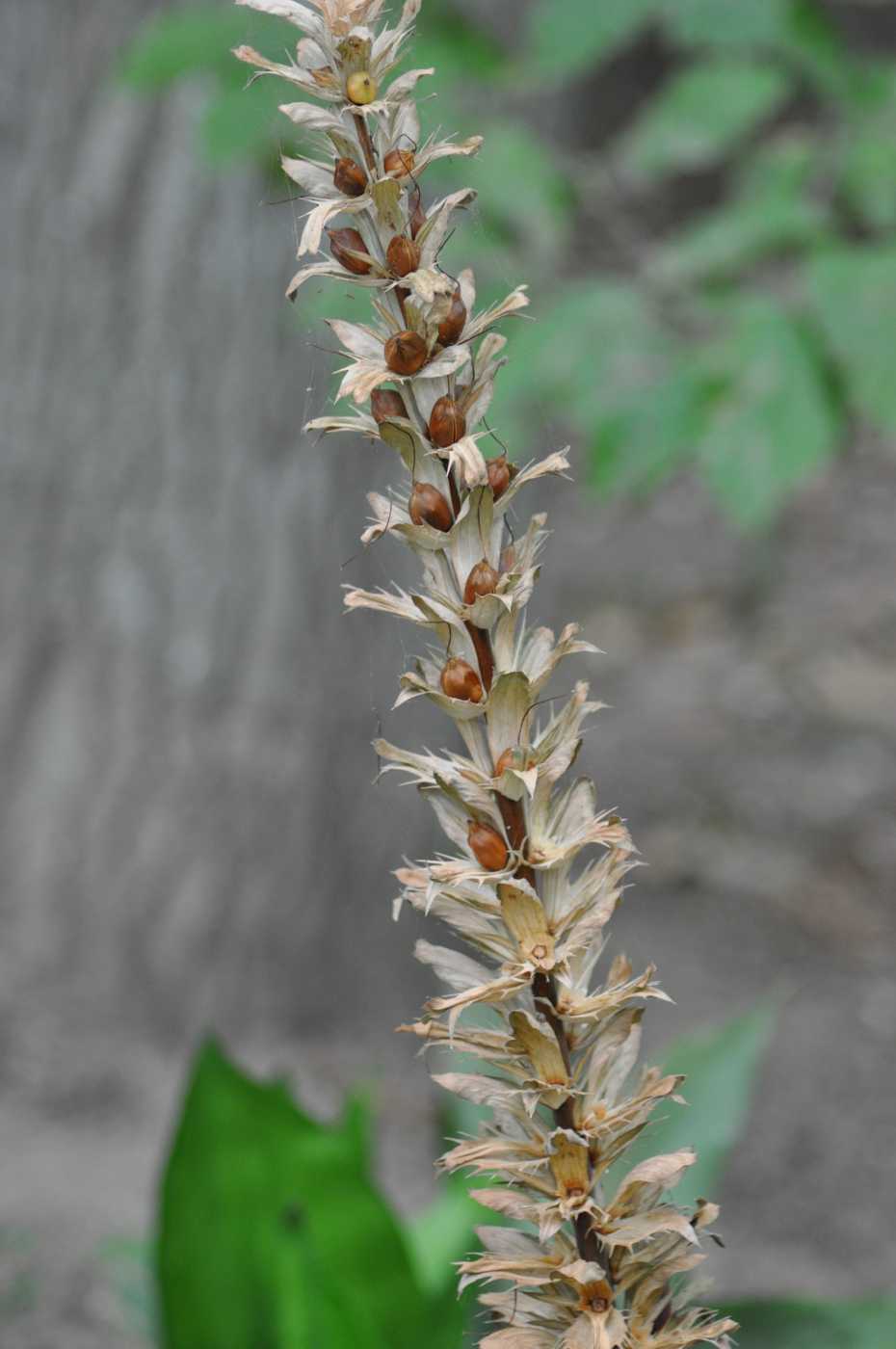 Image of Acanthus mollis specimen.