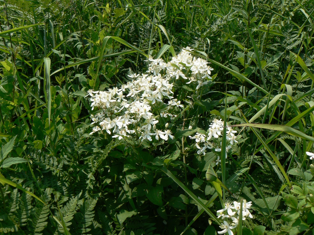 Изображение особи Clematis mandshurica.