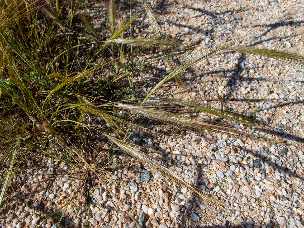 Image of Stipellula capensis specimen.