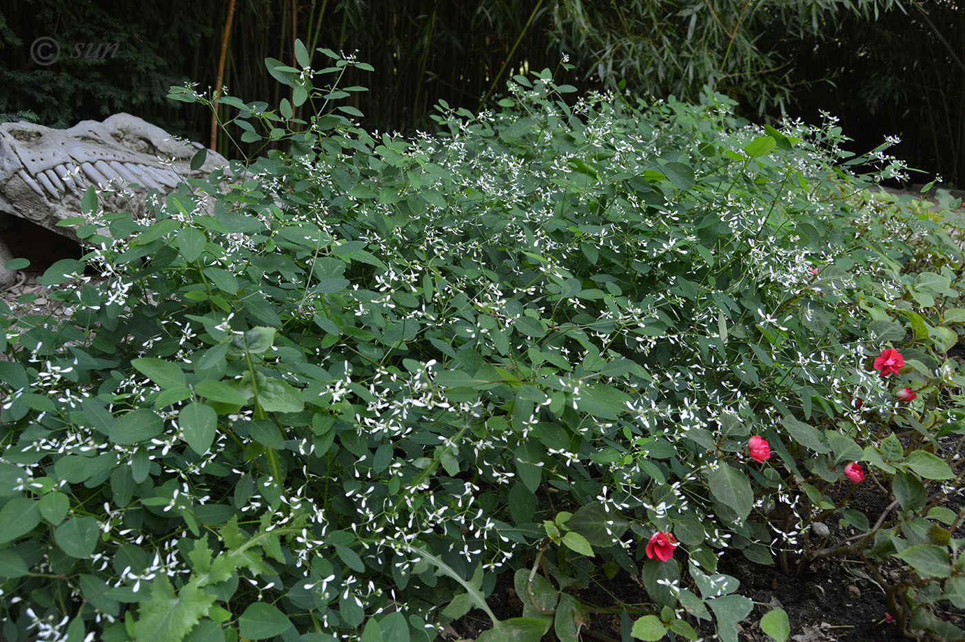 Image of Euphorbia graminea specimen.