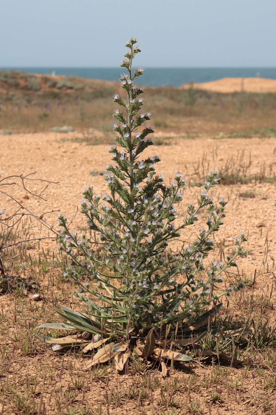 Image of Echium biebersteinii specimen.