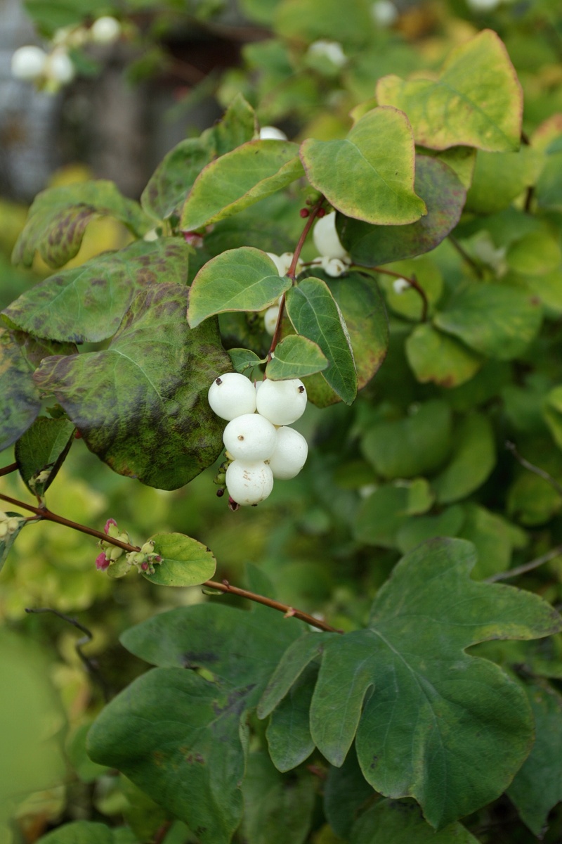 Изображение особи Symphoricarpos albus var. laevigatus.