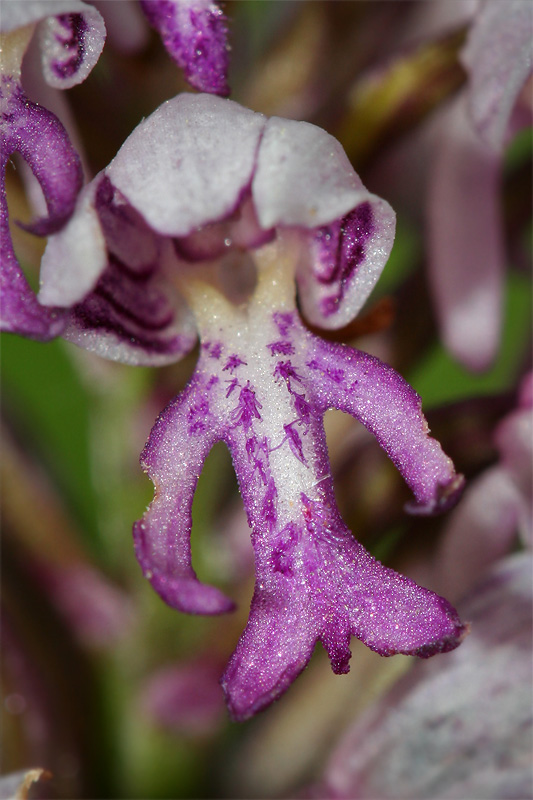 Image of Orchis militaris specimen.