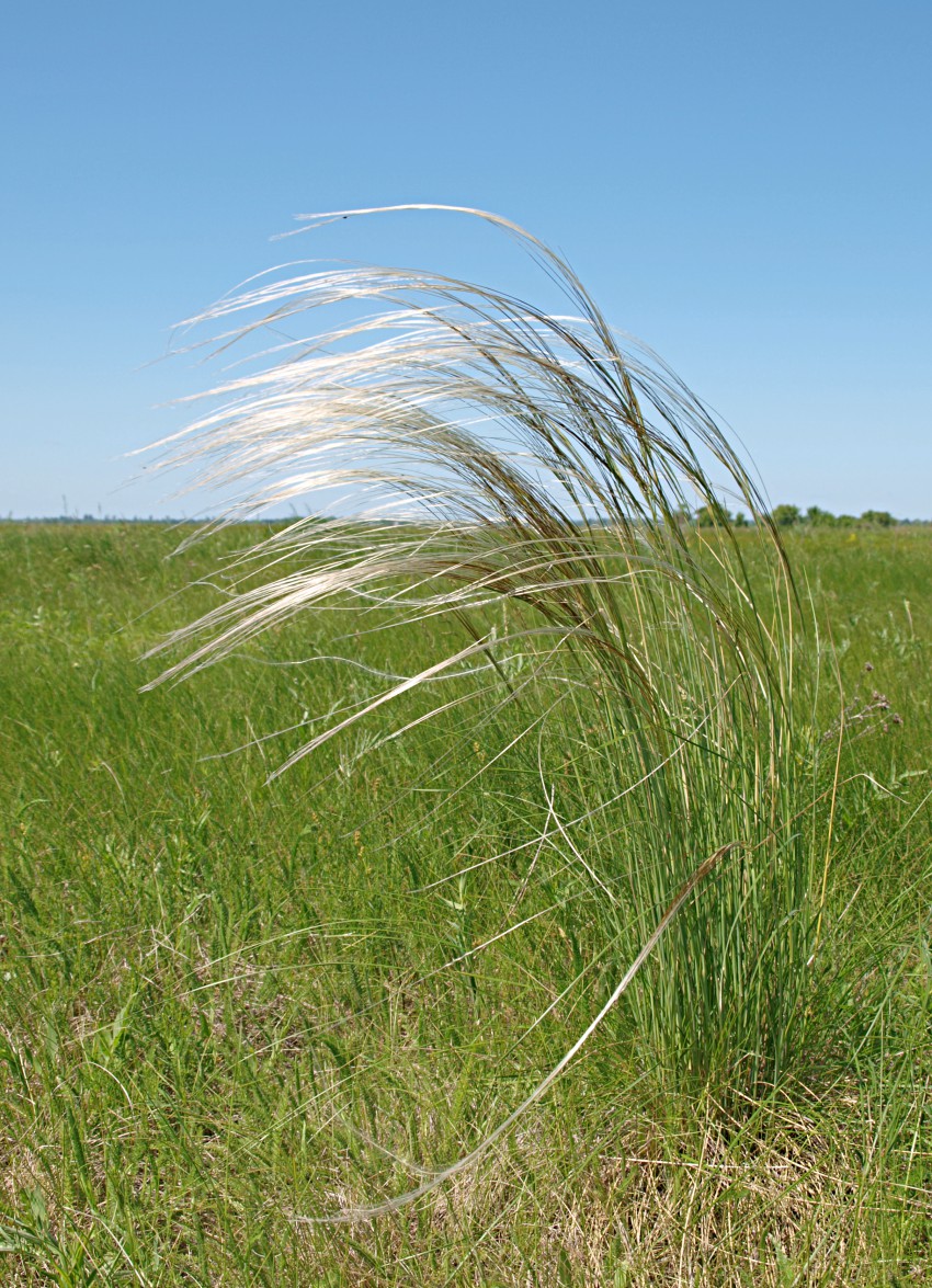 Изображение особи род Stipa.