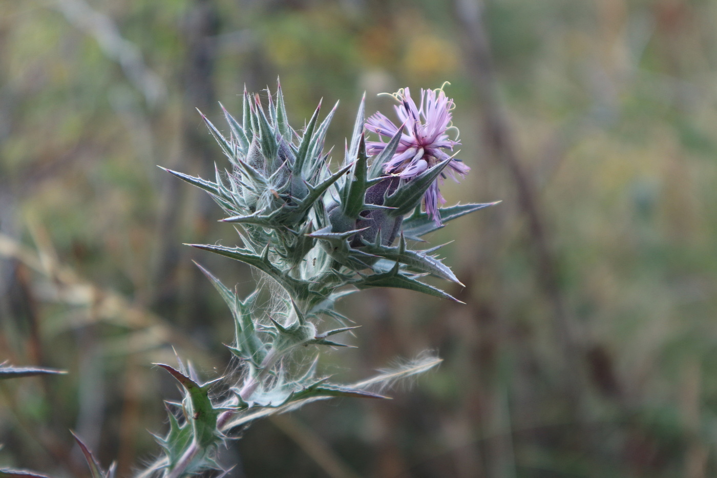 Image of Carthamus glaucus specimen.