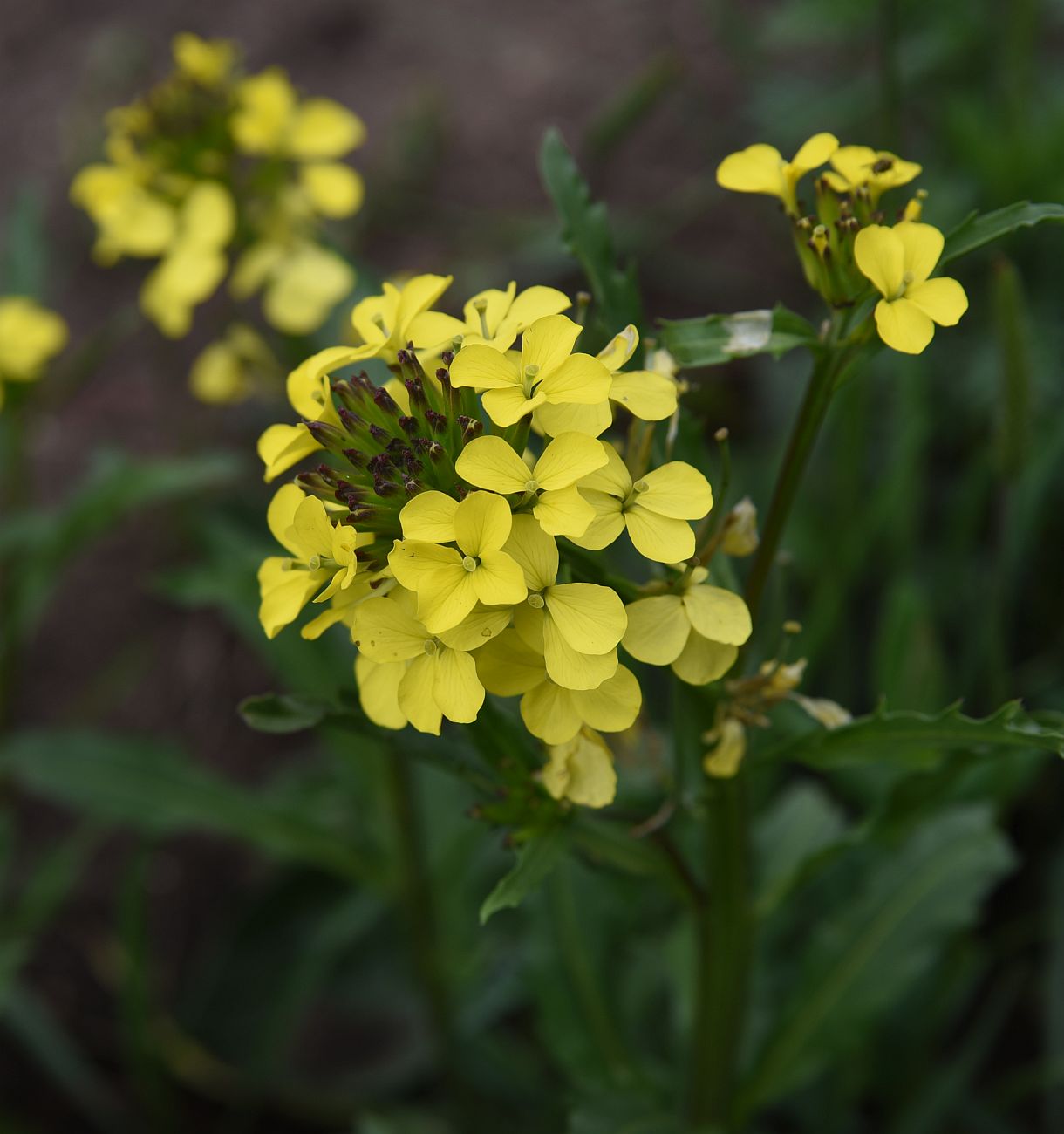 Изображение особи Erysimum ibericum.