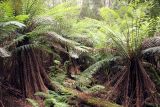 класс Polypodiopsida. Взрослые растения. Австралия, штат Тасмания, национальный парк \"Mount Field\". 25.12.2010.