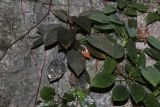 genus Homalomena. Вегетирующее растение. Малайзия, штат Саравак, округ Мири, национальный парк «Мулу». 11.03.2015.