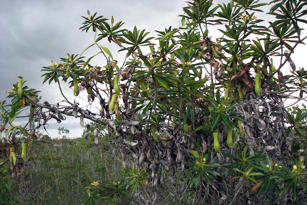 Image of Nepenthes gracilis specimen.