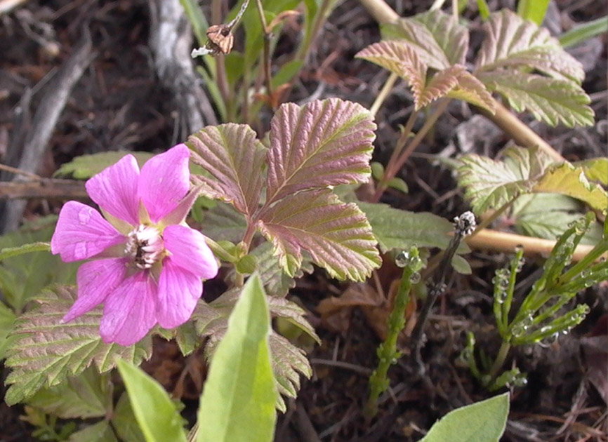 Image of Rubus arcticus specimen.