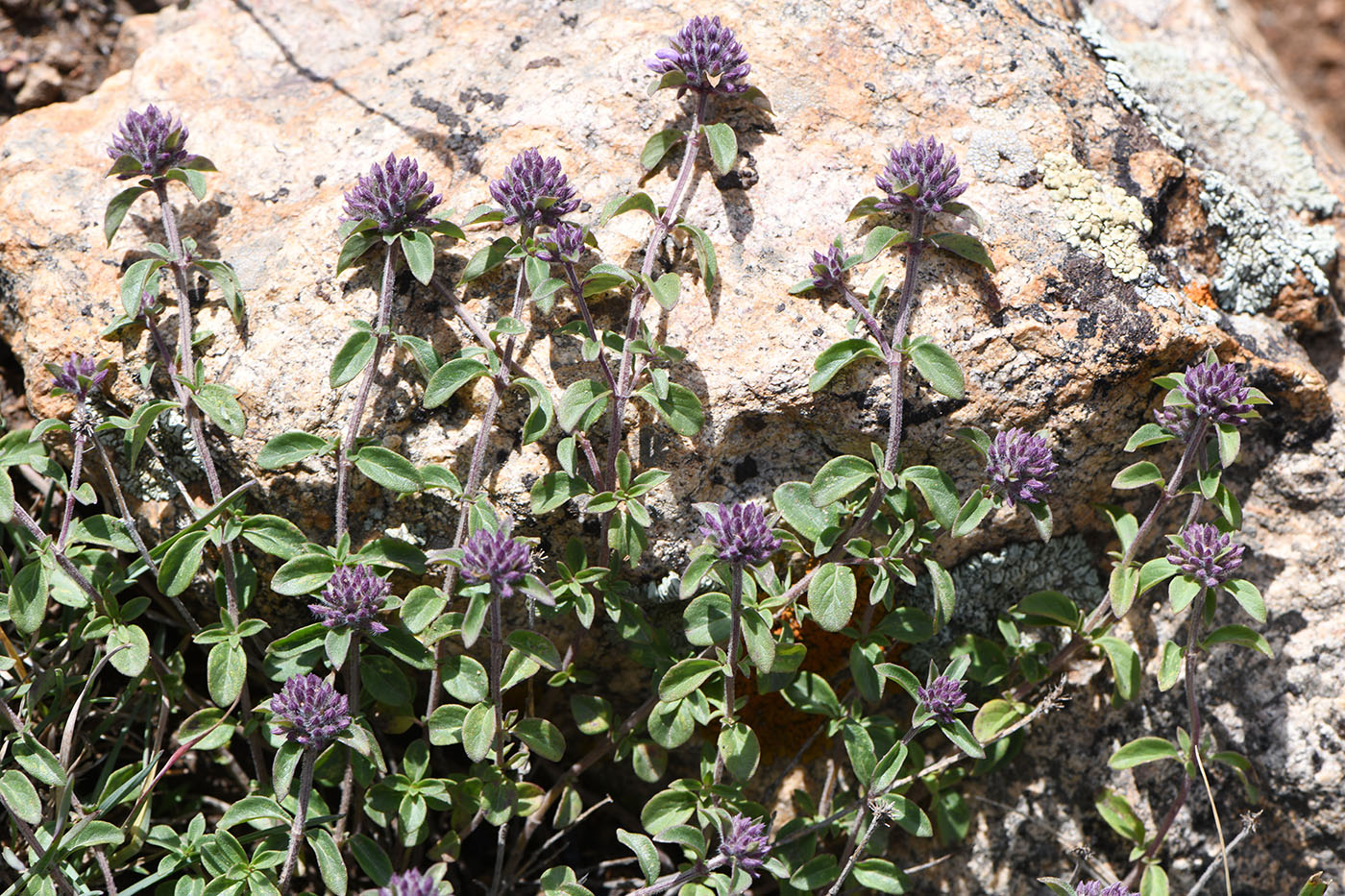 Изображение особи Ziziphora clinopodioides.