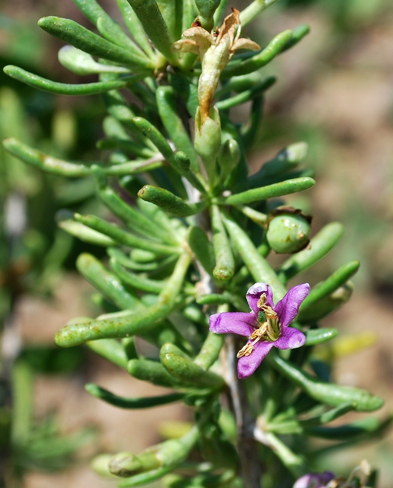 Image of Lycium ruthenicum specimen.