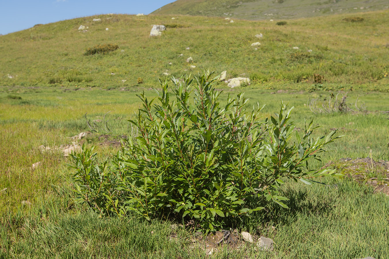 Image of Salix caucasica specimen.