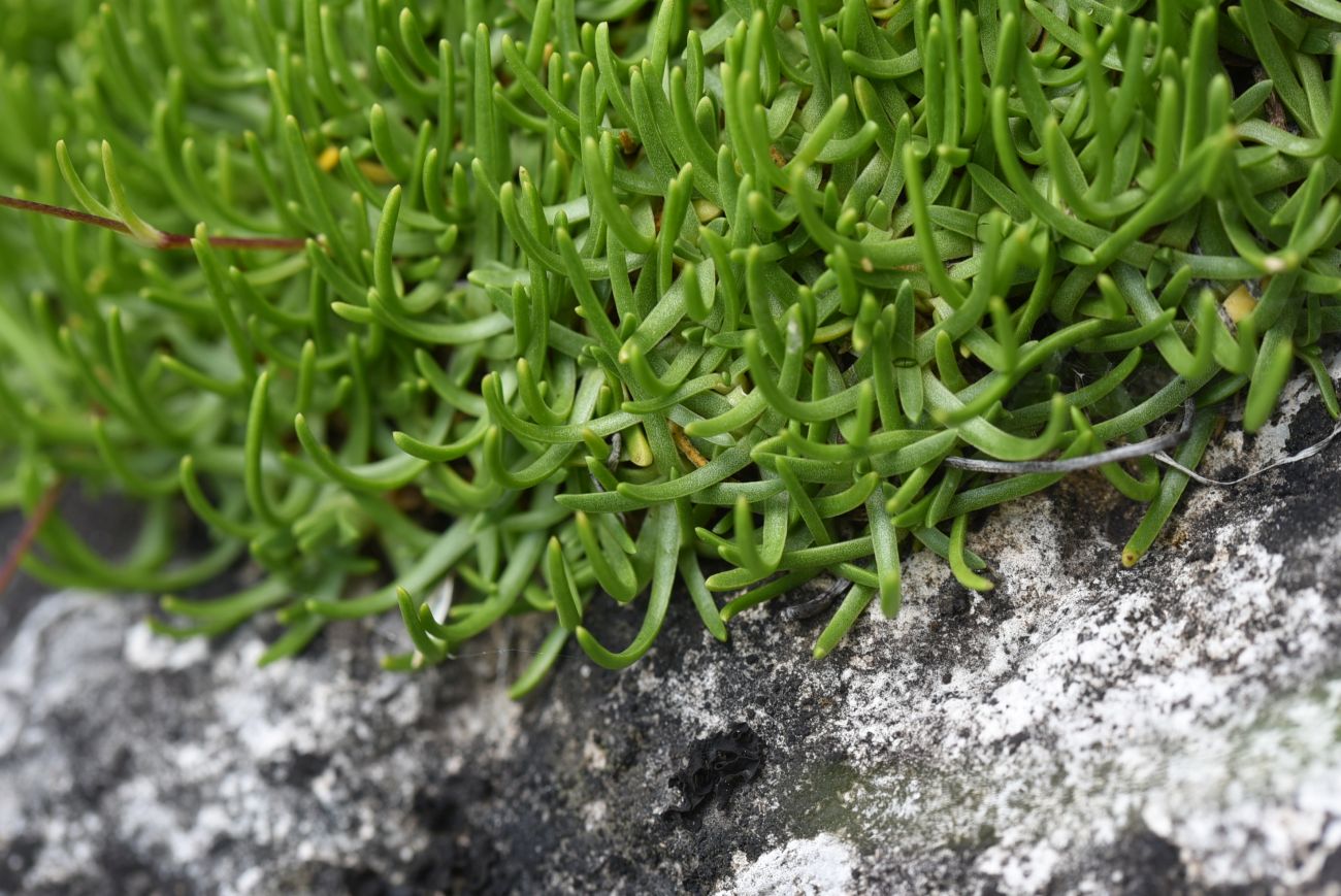 Image of Gypsophila tenuifolia specimen.