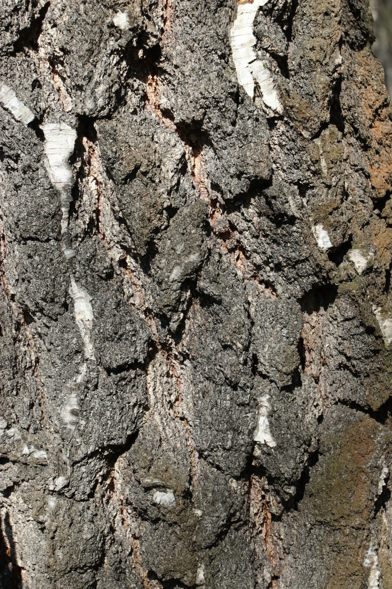 Image of Betula pendula specimen.