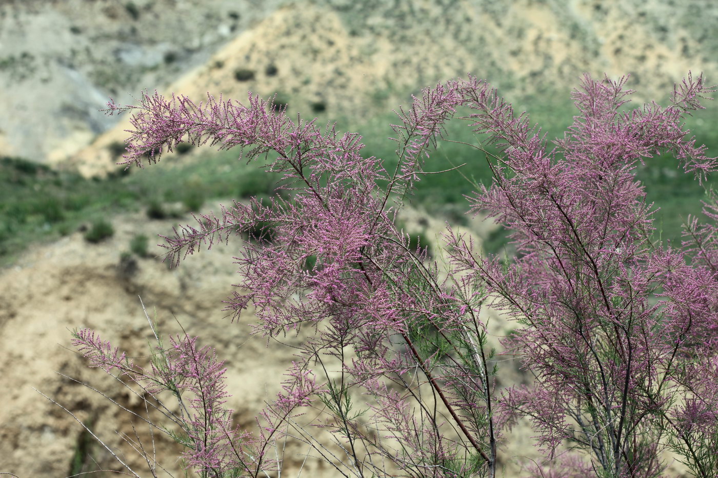 Image of genus Tamarix specimen.