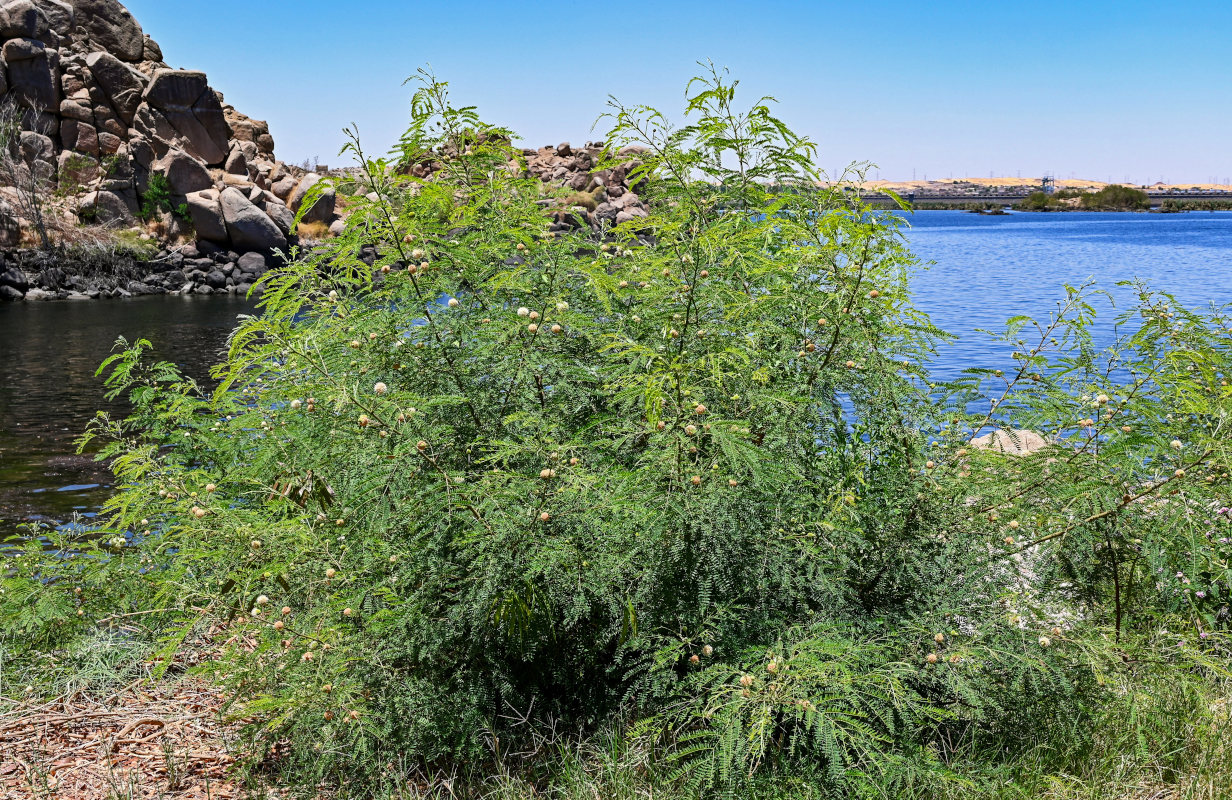 Image of Leucaena leucocephala specimen.