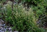 Galium boreale. Цветущие растения в сообществе с Cotoneaster и Rosa. Красноярский край, Берёзовский р-н, долина р. Мана, каменистый склон. 06.06.2022.