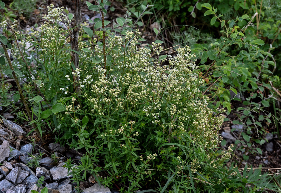 Image of Galium boreale specimen.