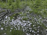 Eriophorum vaginatum. Плодоносящие растения. Карелия, Прионежский р-н, окр. пос. Пай, заболоченная вырубка вблизи ЛЭП. 09.06.2023.