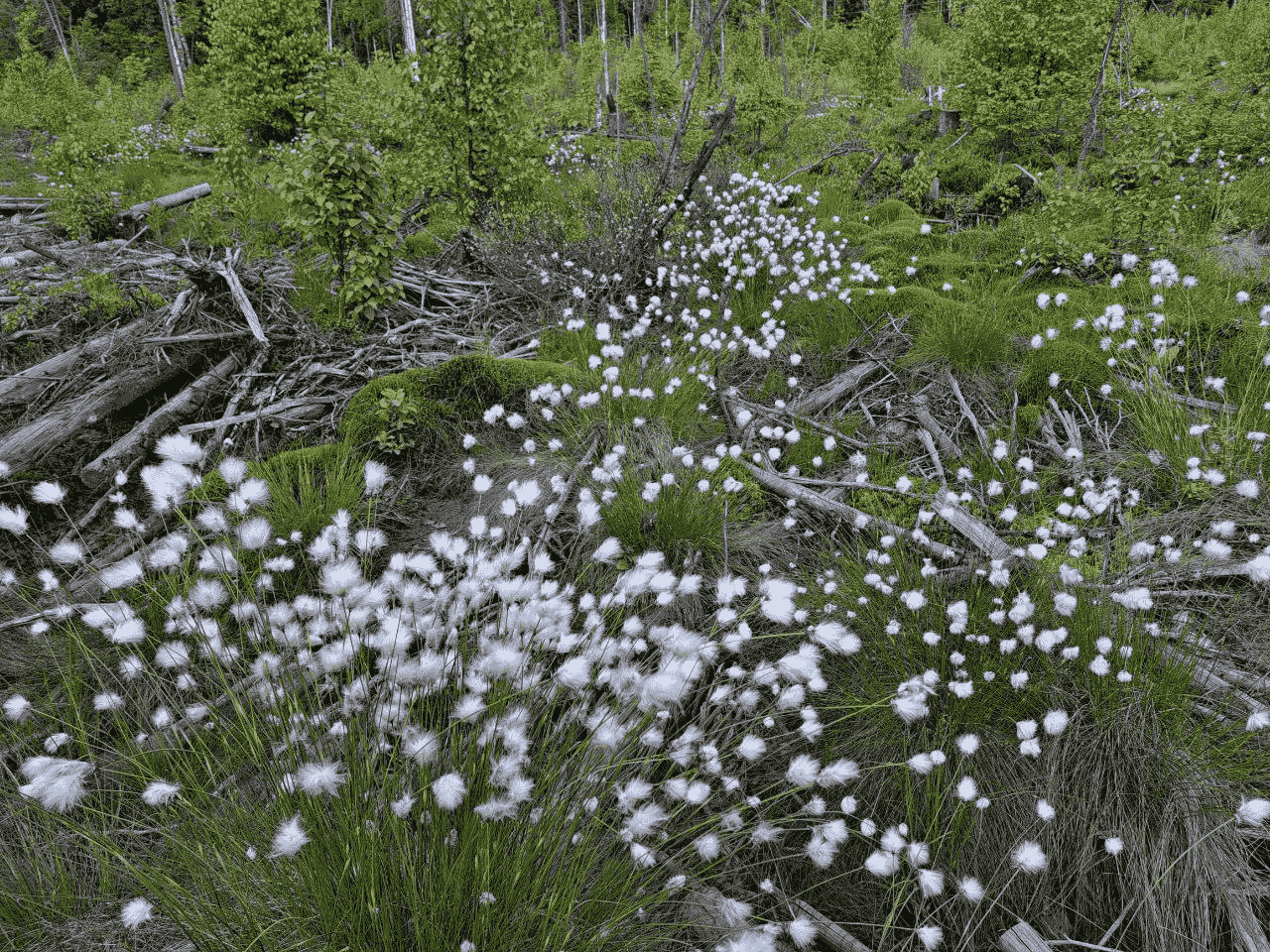 Image of Eriophorum vaginatum specimen.