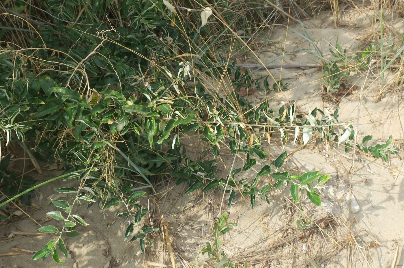 Image of Elaeagnus orientalis specimen.