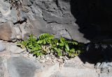 Asplenium decurrens. Спороносящее растение с сухими вайями. Чили, обл. Valparaiso, провинция Isla de Pascua, северо-восточная часть острова, окр. бухты Ovahe, берег океана, скала. 13.03.2023.