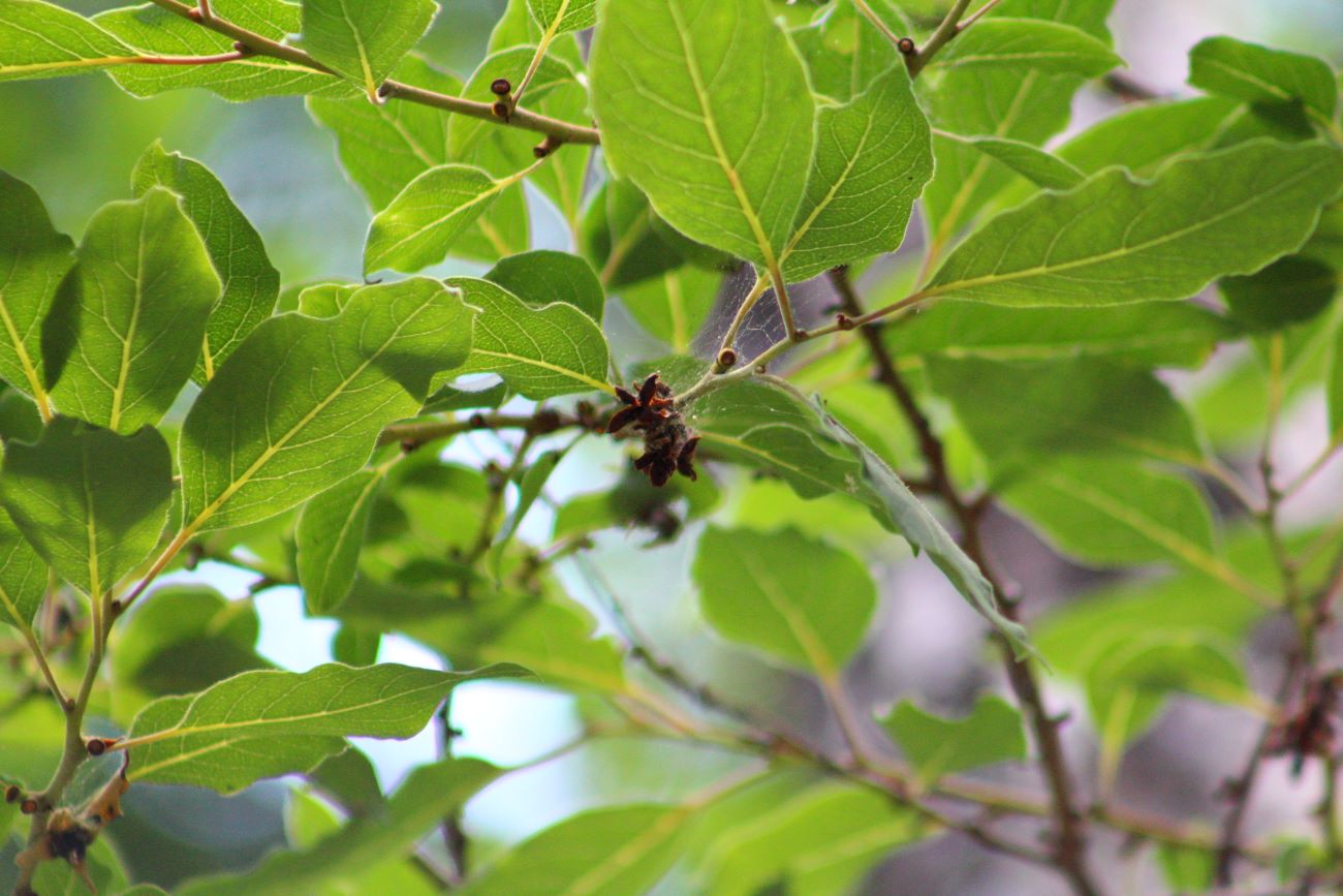 Image of genus Diospyros specimen.